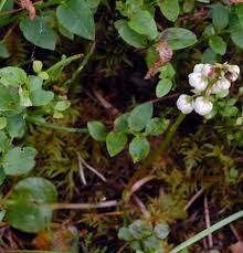 Attēlu rezultāti vaicājumam “Pyrola media”