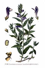 Attēlu rezultāti vaicājumam “Scutellaria galericulata leaf”