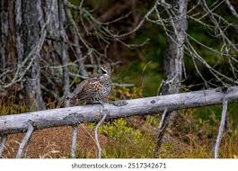 Attēlu rezultāti vaicājumam “Tetrastes bonasia”