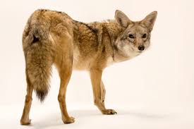 Image result for Hartlepool Coyotes