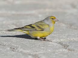Image result for Carduelis citrinella