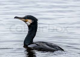 Image result for Phalacrocorax carbo