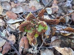 Attēlu rezultāti vaicājumam “Comatricha ellae macro”