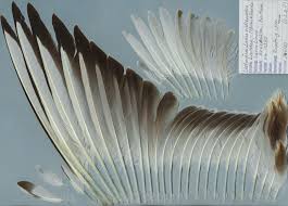 Attēlu rezultāti vaicājumam “Larus ridibundus”