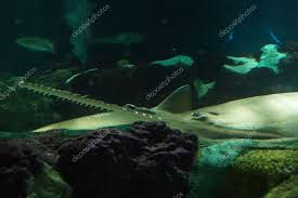 Image result for Pristis pectinata