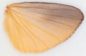 Attēlu rezultāti vaicājumam “Lithosia quadra male”