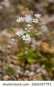 Attēlu rezultāti vaicājumam “Erophila verna fruit”