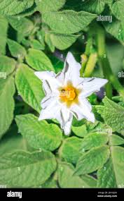 Attēlu rezultāti vaicājumam “Solanum tuberosum flower”