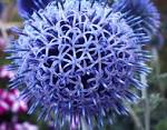 File:Echinops bannaticus02.jpg - Wikimedia Commons
