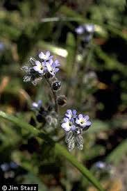Attēlu rezultāti vaicājumam “Myosotis stricta”