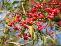 Attēlu rezultāti vaicājumam “Euonymus europaeus fruit”