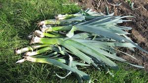 Image result for 2011早春