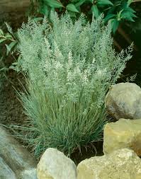 Attēlu rezultāti vaicājumam “Koeleria glauca”