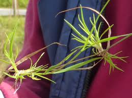 Attēlu rezultāti vaicājumam “Agrostis canina”