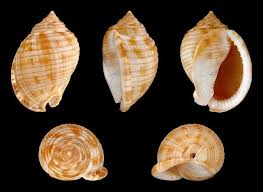 Image result for mountain top seashell