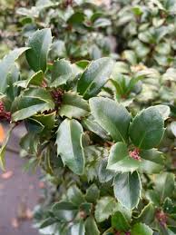 Attēlu rezultāti vaicājumam “Ilex x meserveae”