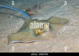 Image result for Bathytoshia centroura