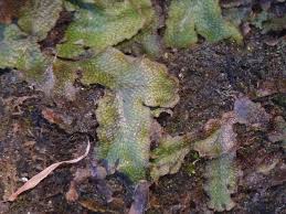 Attēlu rezultāti vaicājumam “Conocephalum salebrosum sporophyte”