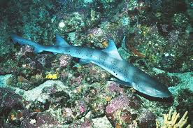 Image result for Scylliogaleus quecketti