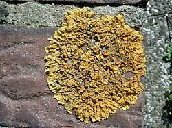 Attēlu rezultāti vaicājumam “Lichenoconium xanthoriae”