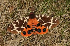 Attēlu rezultāti vaicājumam “Arctia caja larva”