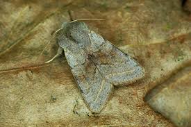 Attēlu rezultāti vaicājumam “Orthosia opima”