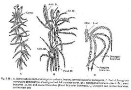 Attēlu rezultāti vaicājumam “Sphagnum angustifolium sporophyte”