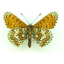 Attēlu rezultāti vaicājumam “Melitaea cinxia underside”