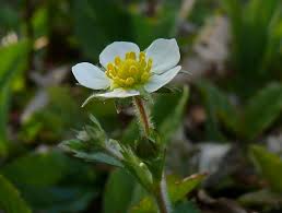 Attēlu rezultāti vaicājumam “Fragaria vesca flower”