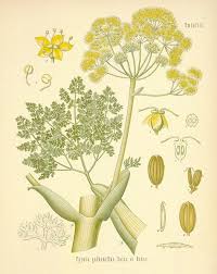 Attēlu rezultāti vaicājumam “Umbelliferae”
