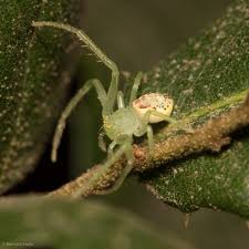 Attēlu rezultāti vaicājumam “Diaea dorsata”