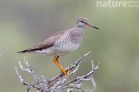 Image result for Tringa brevipes