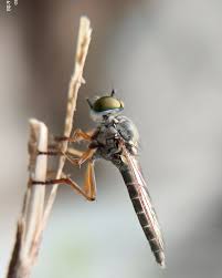 Attēlu rezultāti vaicājumam “Cribraria rubiginosa macro”