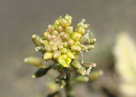 Attēlu rezultāti vaicājumam “Rorippa palustris flower”