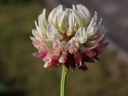 Attēlu rezultāti vaicājumam “Trifolium hybridum”