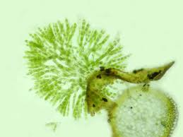 Attēlu rezultāti vaicājumam “Chaetophora pisiformis”