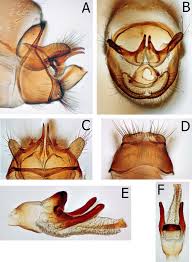 Attēlu rezultāti vaicājumam “Trichoptera egg mass”