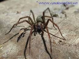 Attēlu rezultāti vaicājumam “Tegenaria sp.”