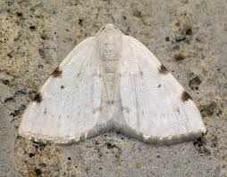 Attēlu rezultāti vaicājumam “Lomographa bimaculata”