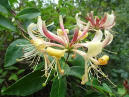 Attēlu rezultāti vaicājumam “Lonicera xylosteum flower”