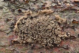 Attēlu rezultāti vaicājumam “Physarum penetrale macro”