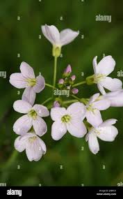 Attēlu rezultāti vaicājumam “Cardamine pratensis flower”