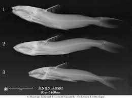 Image result for Ariopsis felis