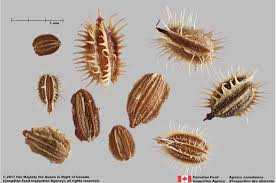 Attēlu rezultāti vaicājumam “Daucus carota subsp. carota”