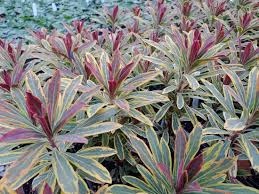 Attēlu rezultāti vaicājumam “Cribraria martinii stalked”