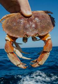 Image result for Cancer borealis