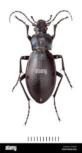 Attēlu rezultāti vaicājumam “Carabus violaceus”