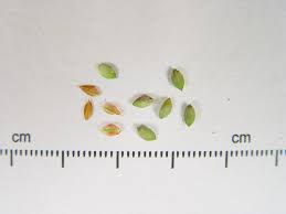 Attēlu rezultāti vaicājumam “Carex limosa”