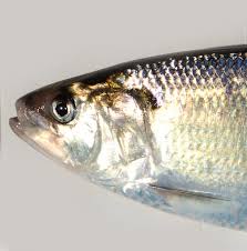 Image result for Alosa sapidissima