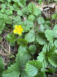 Attēlu rezultāti vaicājumam “Potentilla erecta fruit”
